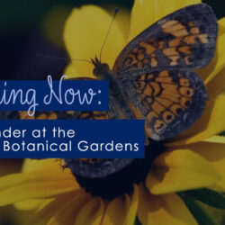 Wings of Wonder at the Dothan Area Botanical Gardens